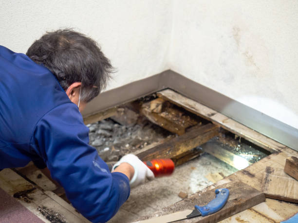 Best Insurance-Related Mold Remediation in Blackwell, OK
