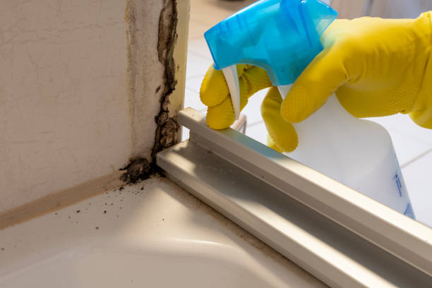 Best Health and Safety Mold Remediation in Blackwell, OK