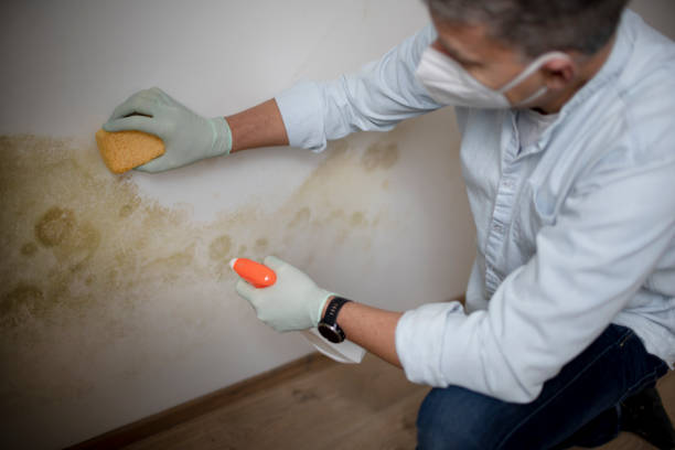 Professional Mold Remediation in Blackwell, OK