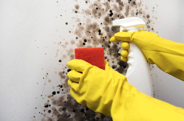 Best Attic Mold Remediation in Blackwell, OK