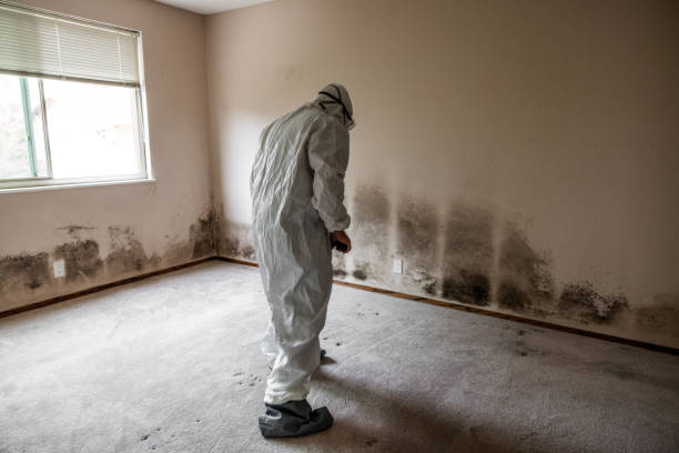 Best Localized Mold Remediation (e.g., coastal areas, humid climates) in Blackwell, OK