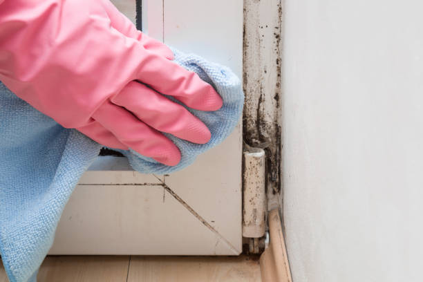 Best Basement Mold Remediation in Blackwell, OK